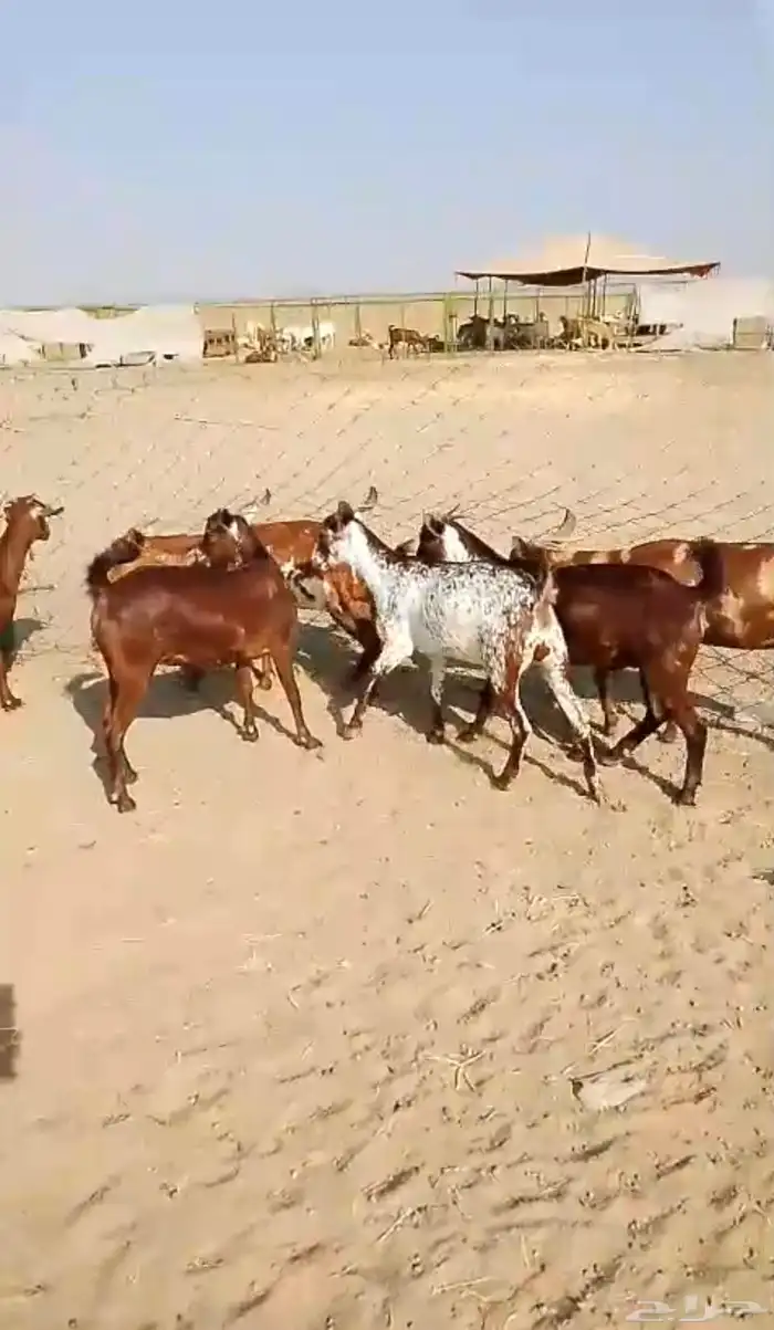 6 جفار جذعات محايليات تأسيس مراح 6