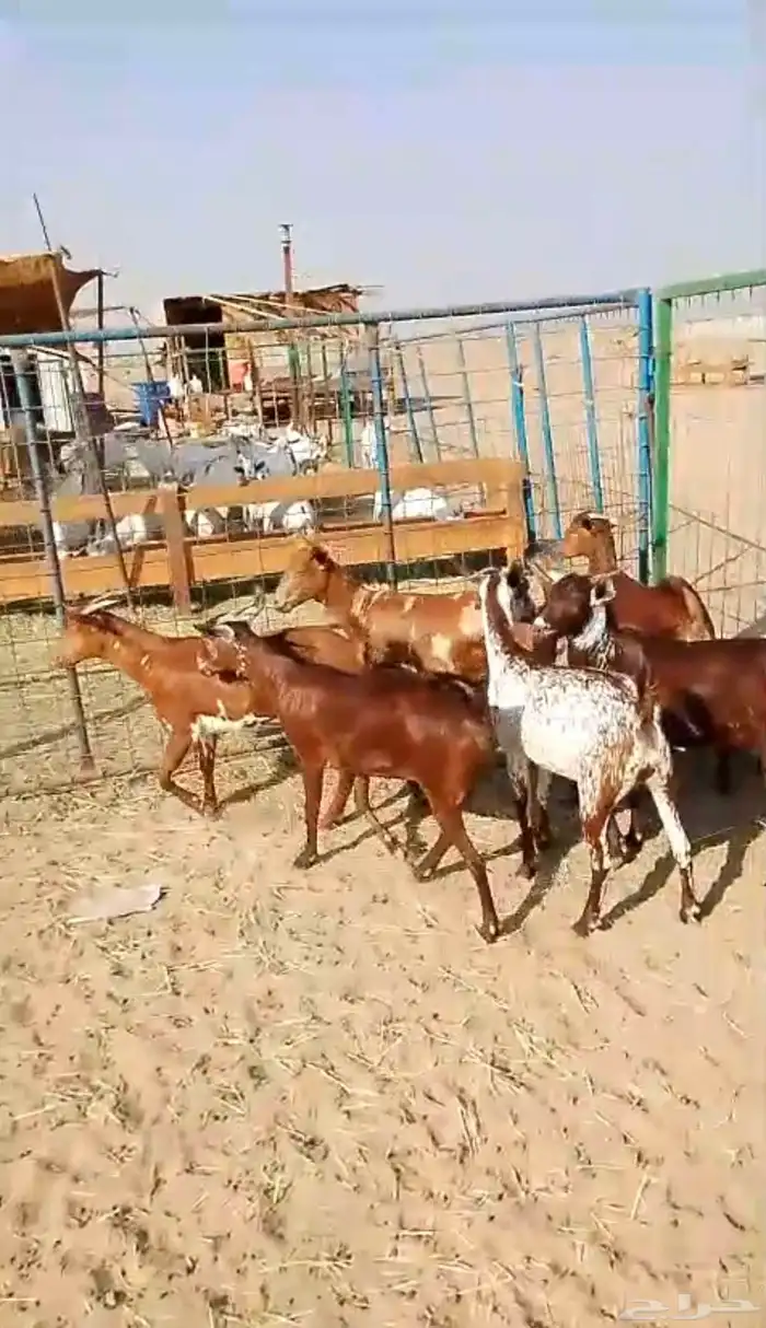 6 جفار جذعات محايليات تأسيس مراح 5