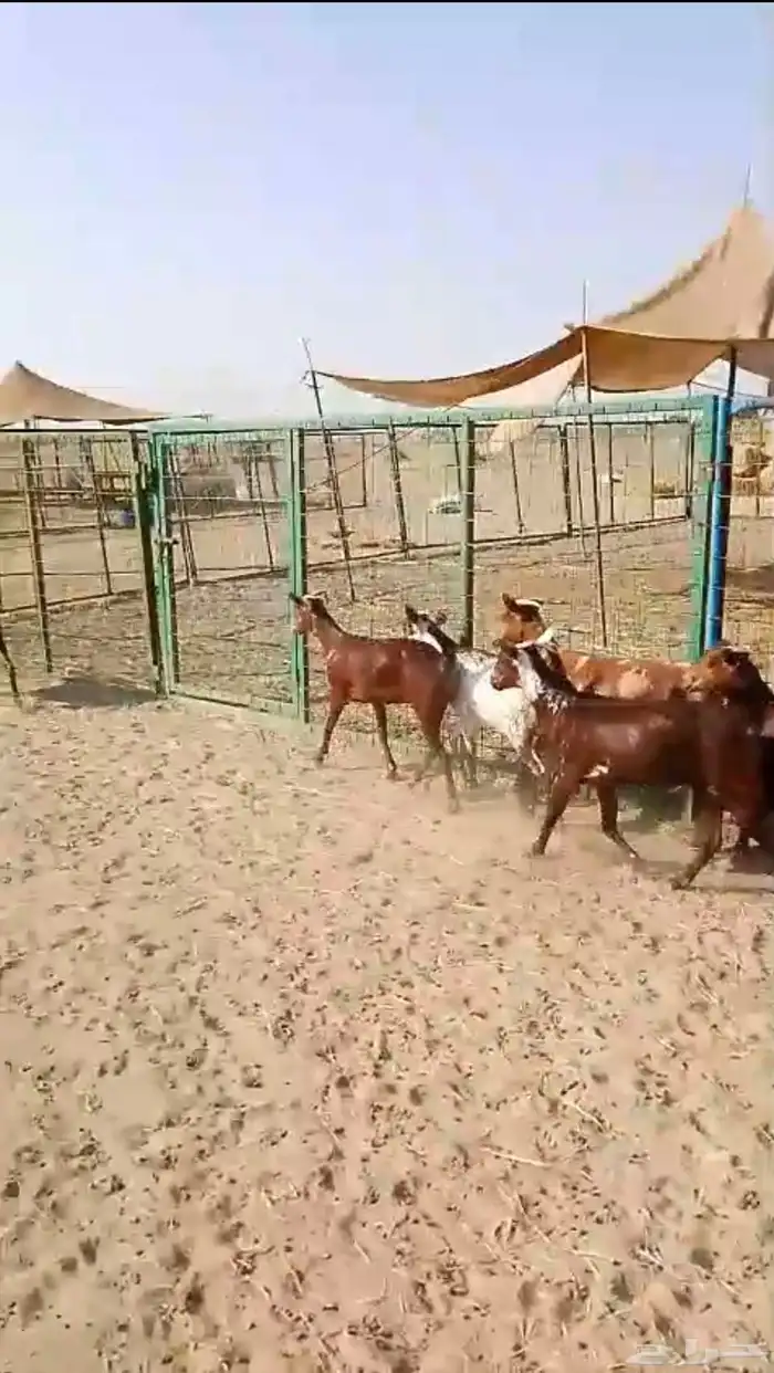 6 جفار جذعات محايليات تأسيس مراح 4