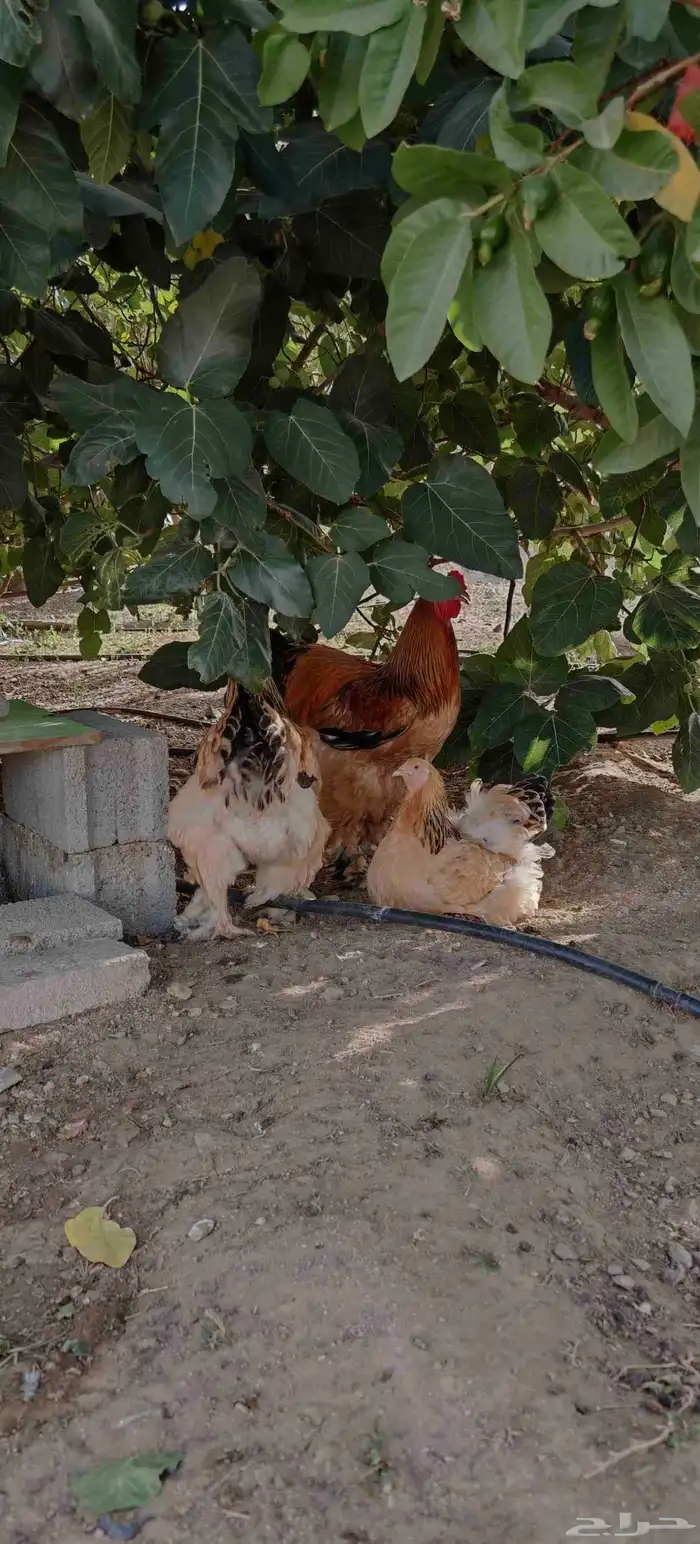 صوص براهما بوف 1