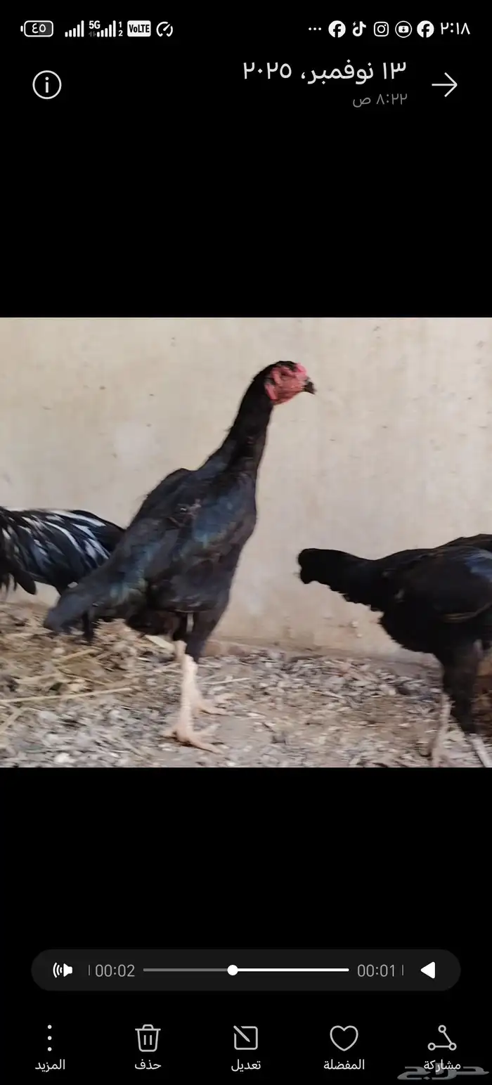 ديك و6 دجاج شامو الماني مستوى فاخر للبيع مآ 9