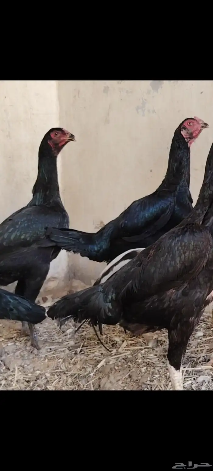 ديك و6 دجاج شامو الماني مستوى فاخر للبيع مآ 8