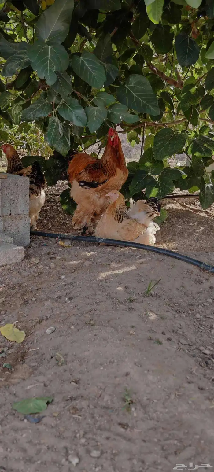 صوص براهما بوف 2