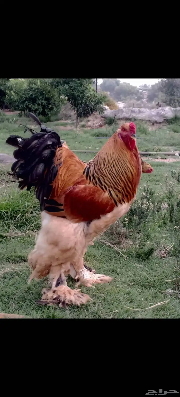 صوص براهما بوف 0