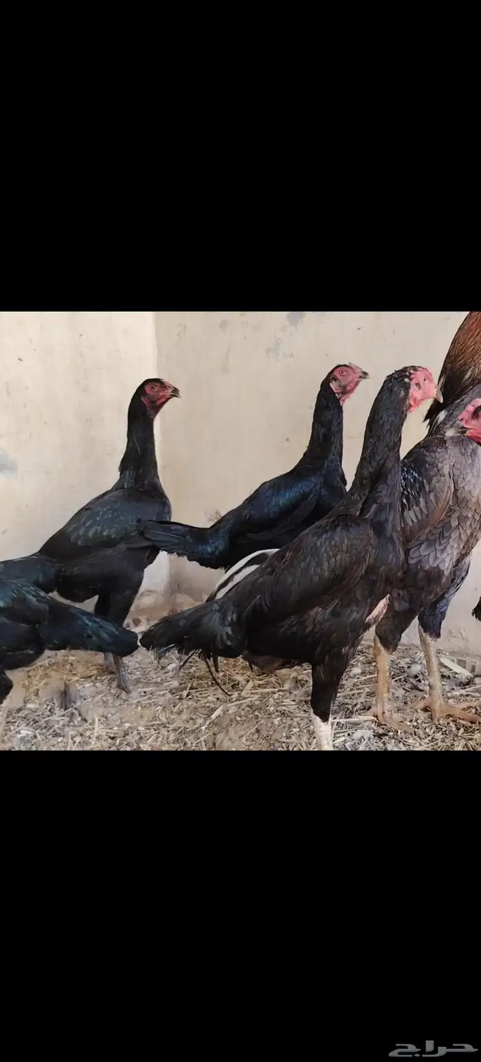 ديك و6 دجاج شامو الماني مستوى فاخر للبيع مآ 7