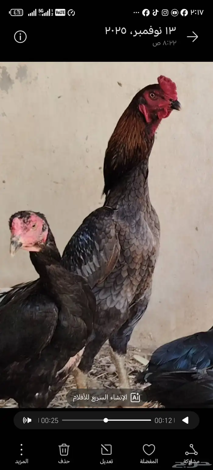 ديك و6 دجاج شامو الماني مستوى فاخر للبيع مآ 6