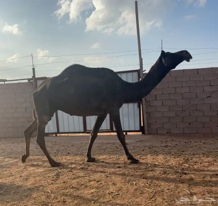 ضروبه طيبه 4