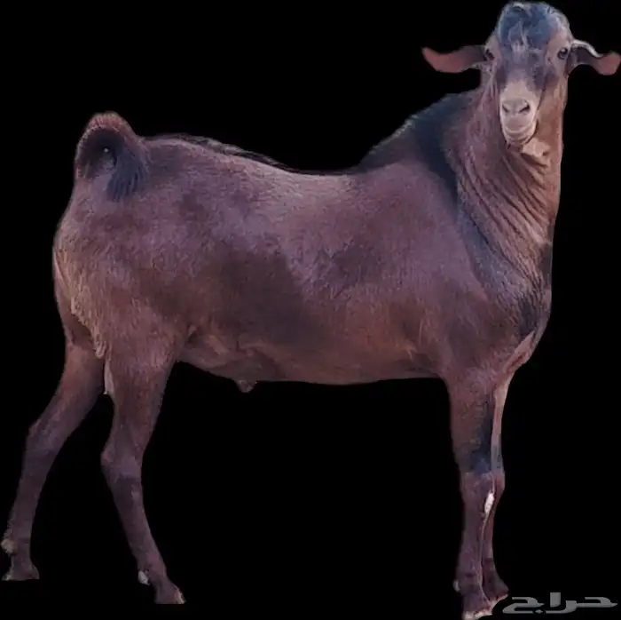 فحل أدهم عرض رقم (3) 1