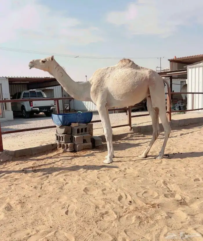 للبيع ناقه لقحه هجن بكر ثنيه 0