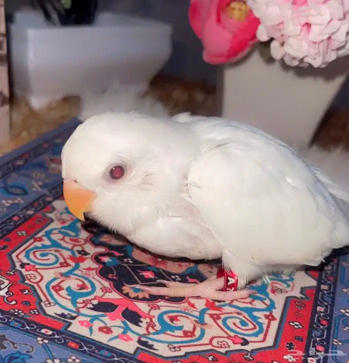 فرخ روز البينو غر شرط الصحه 1