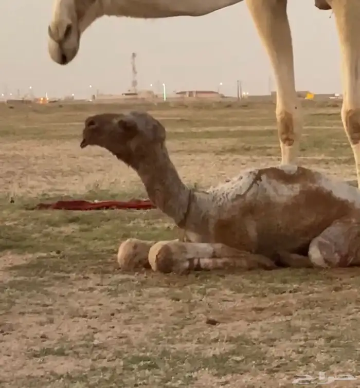 بعير تمامي 6