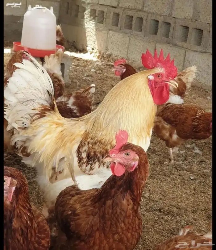 لوهمان براون الماني دم صافي جيل اول مستورد 0