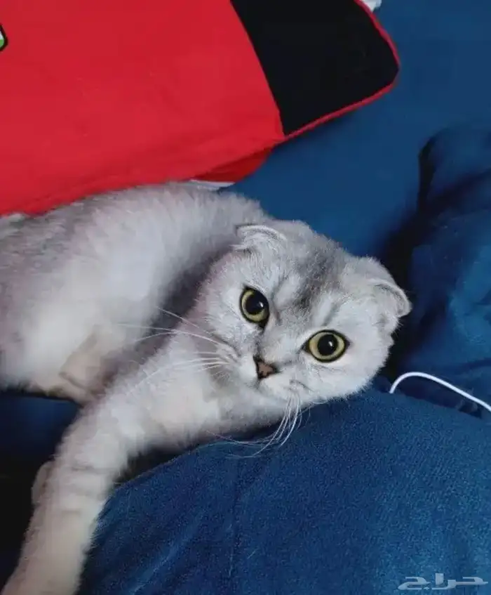 كيتن أنثى سكوتش فولد للبيع 4