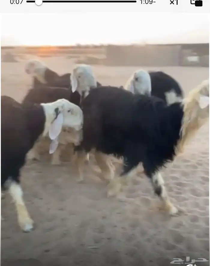 خرفان نجد جذعان 0