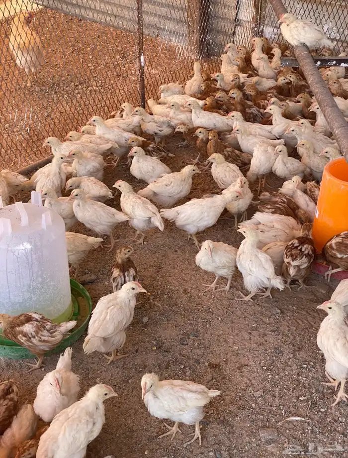 لوهمان براون الماني دم صافي جيل اول مستورد 6