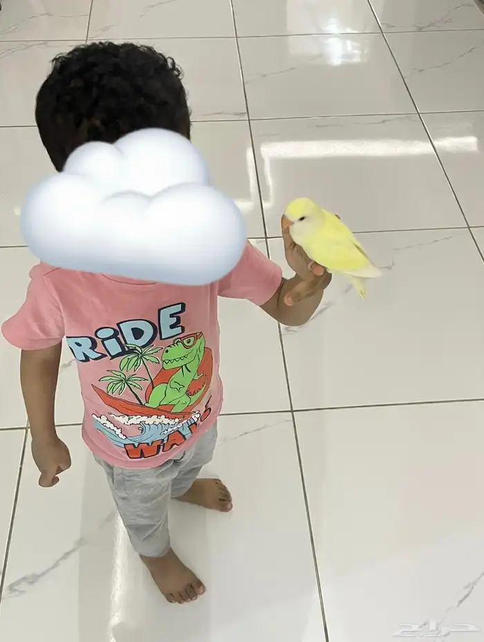 روز اليف عيونه حمراء 2