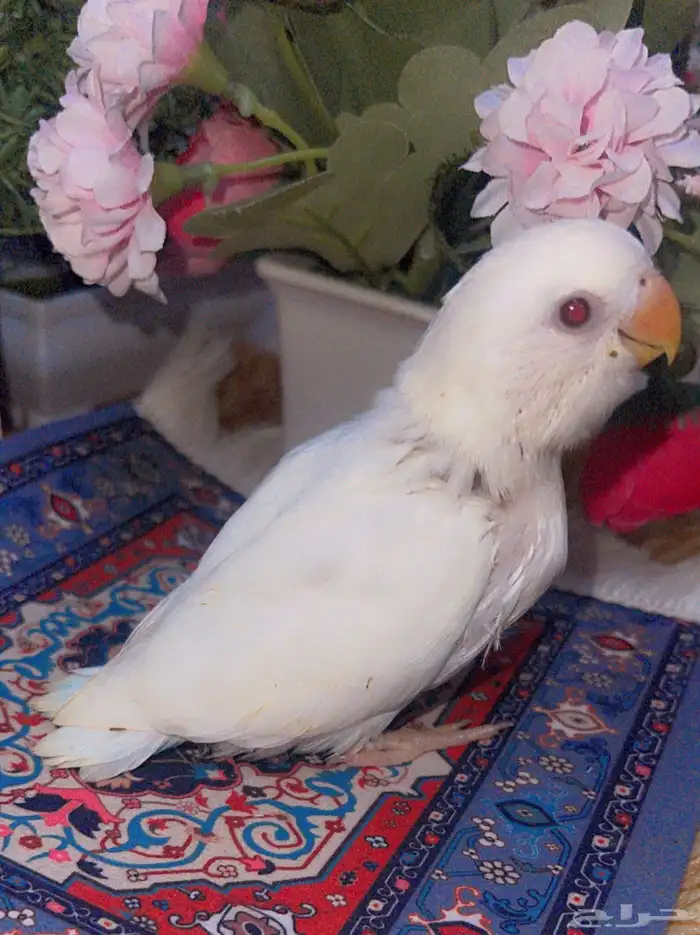 فرخ روز البينو غر شرط الصحه 0