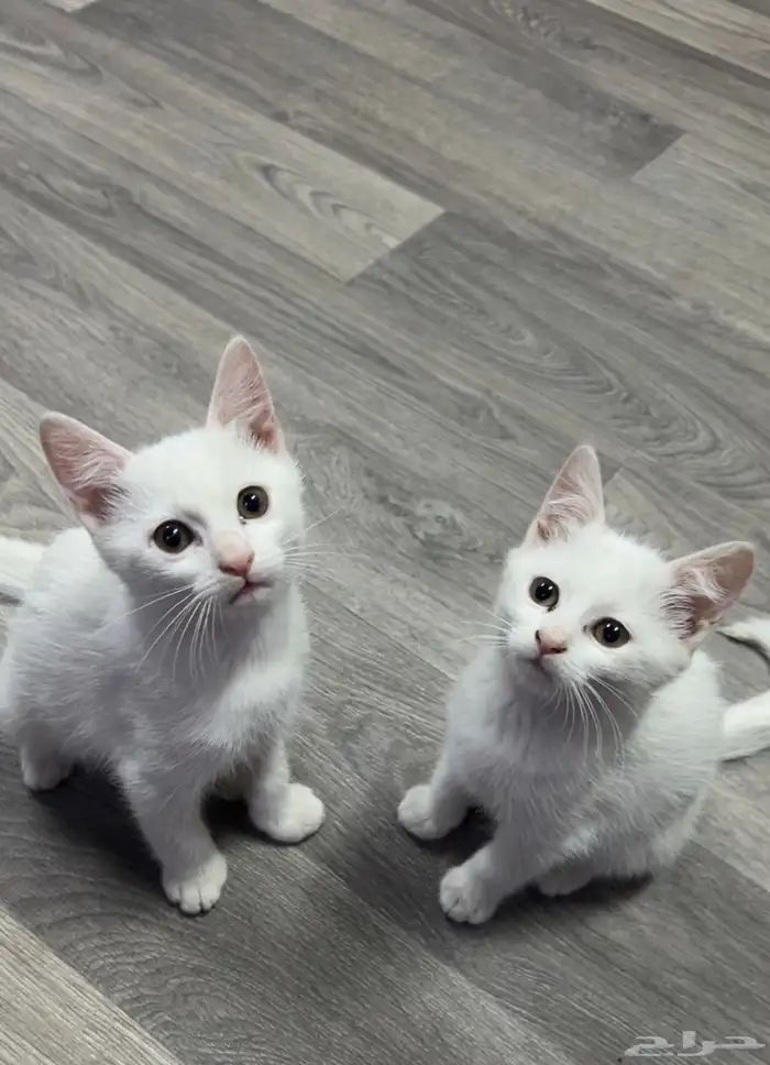 قطط كتن للتبني 0