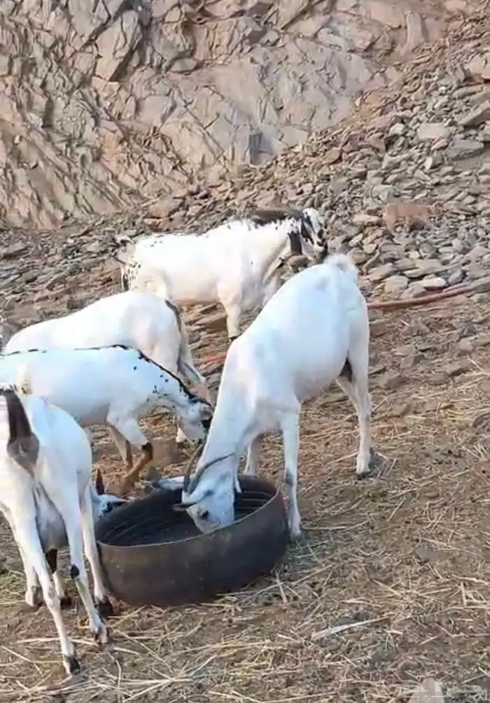 معزا بيشيات صنف الصنف 7