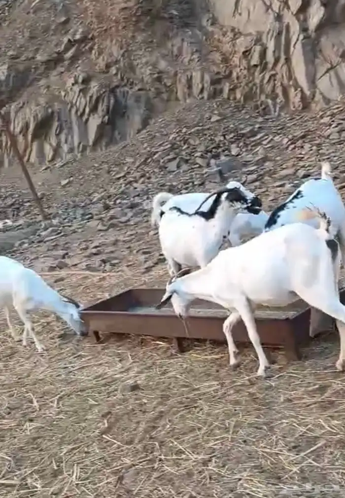 معزا بيشيات صنف الصنف 8