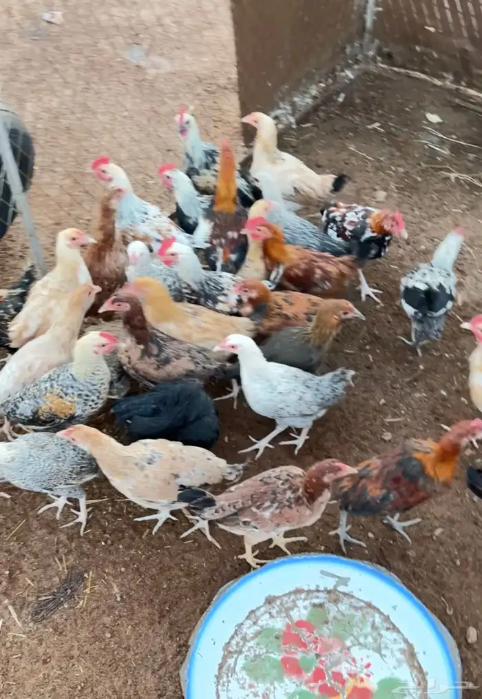 دجاج بلدي أعمار 5 شهور 0