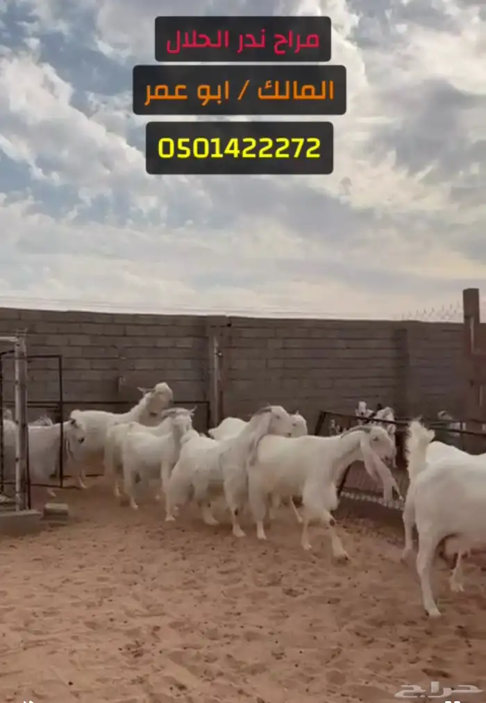 معزاء مطورات بيض نواادر 0