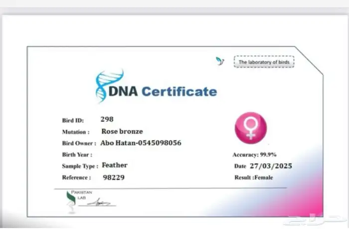 ببغاء أنثى أليف هدد 2