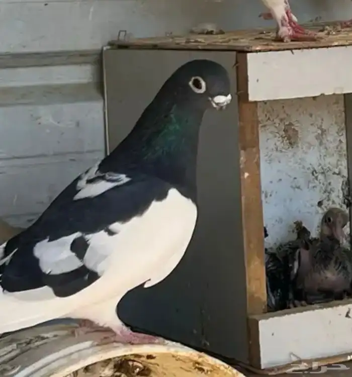 حمام مشكل و في غيره ازواج و فرايد 6