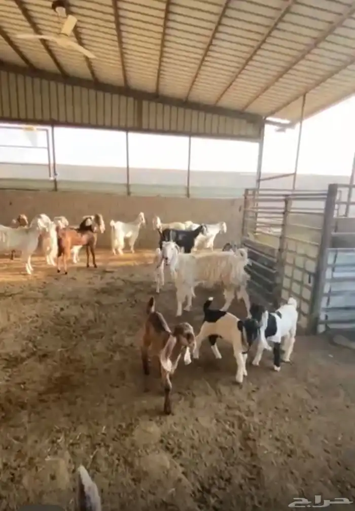 معزا مشاريك طيبة بالحيل 0