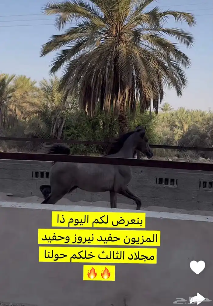 مهر كفو ومستقبل 0