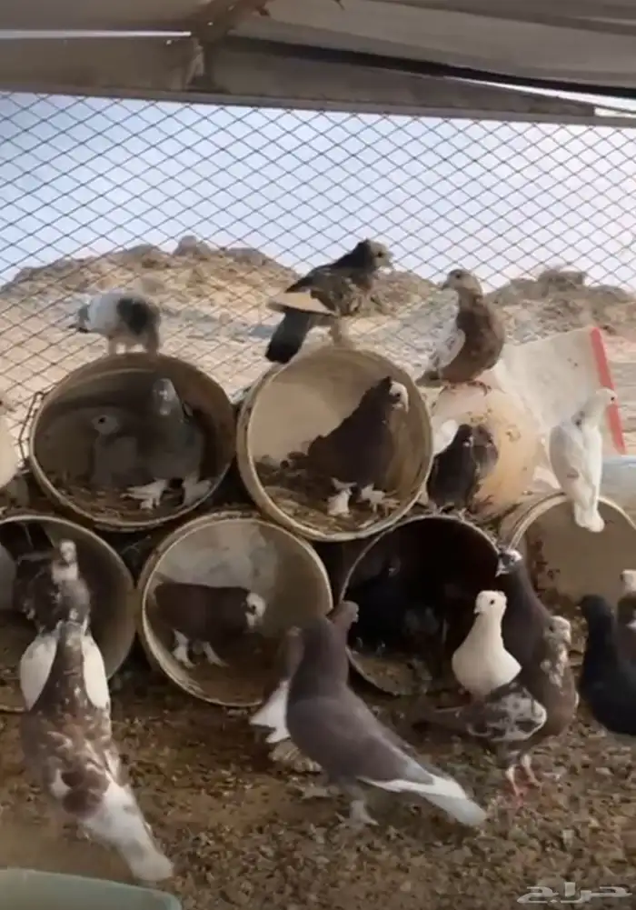 حمام البيع الموقع تثليث 0