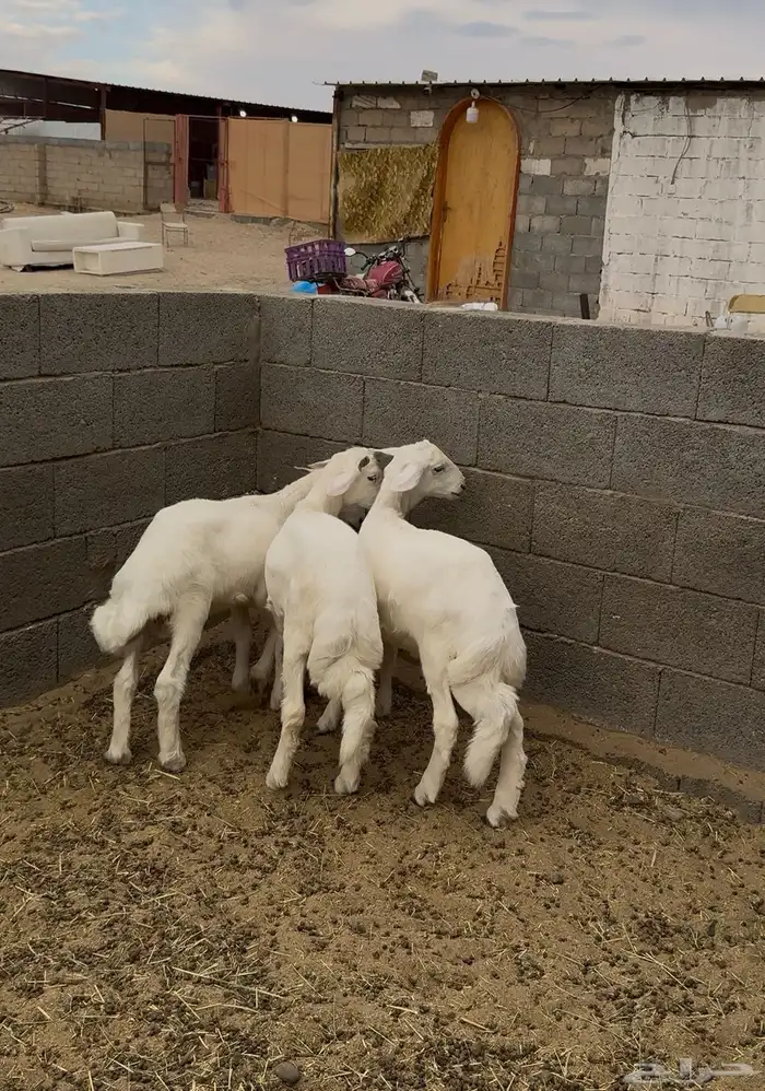 طليان سمان للبيع 2