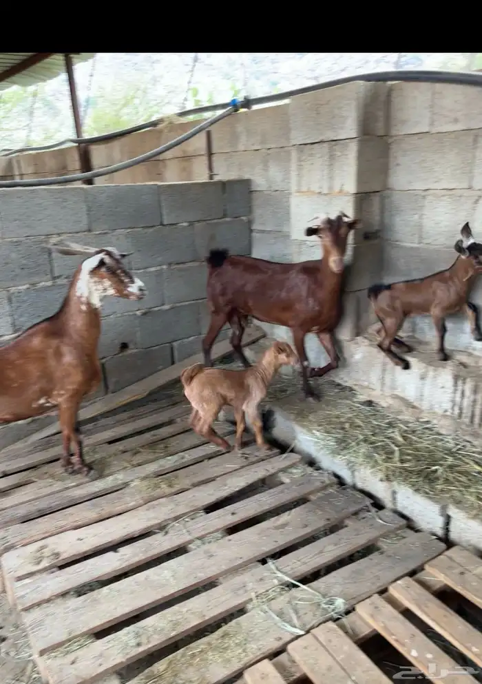 ثلوث المنظر 1