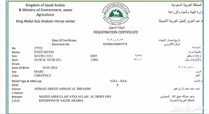 مهر عربي اصيل للبيع شعبي برفق صور ورق الام والاب في صورة 3