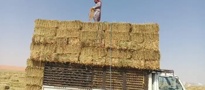 جميع انواع الاعلاف 0