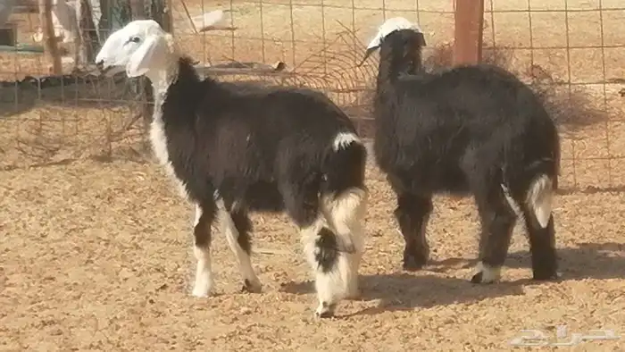 رخال نجديات مقاني فاخرة من غنم وضان نجدية رأسين 1