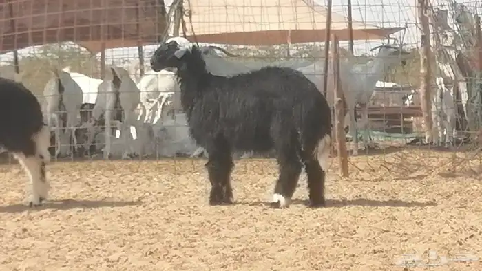 رخال نجديات مقاني فاخرة من غنم وضان نجدية رأسين 13