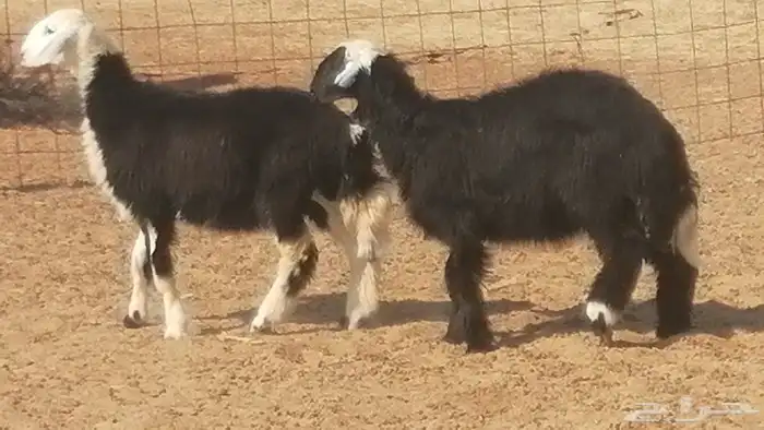 رخال نجديات مقاني فاخرة من غنم وضان نجدية رأسين 4