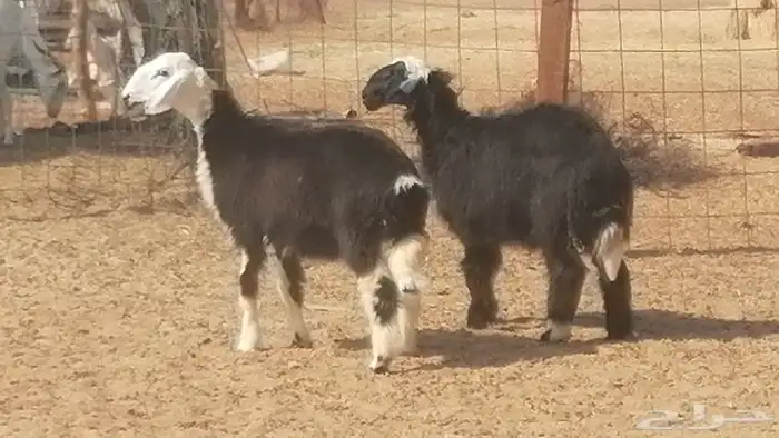 رخال نجديات مقاني فاخرة من غنم وضان نجدية رأسين 2
