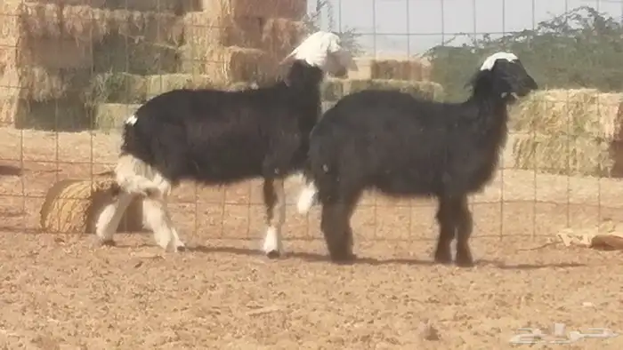 رخال نجديات مقاني فاخرة من غنم وضان نجدية رأسين 23