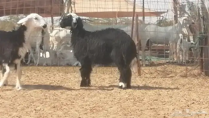 رخال نجديات مقاني فاخرة من غنم وضان نجدية رأسين 21