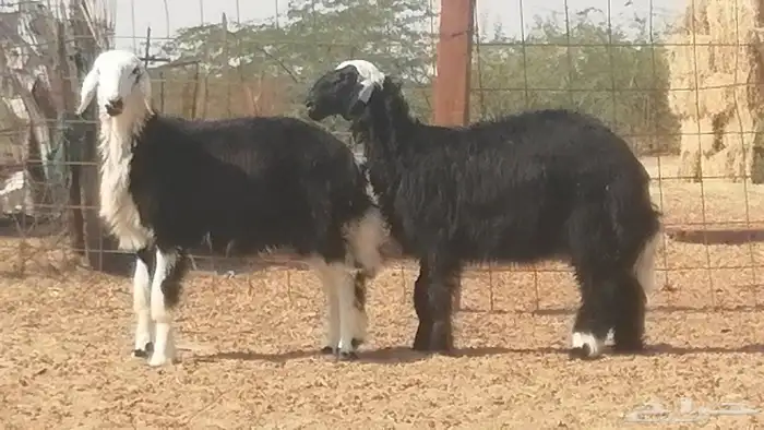 رخال نجديات مقاني فاخرة من غنم وضان نجدية رأسين 6