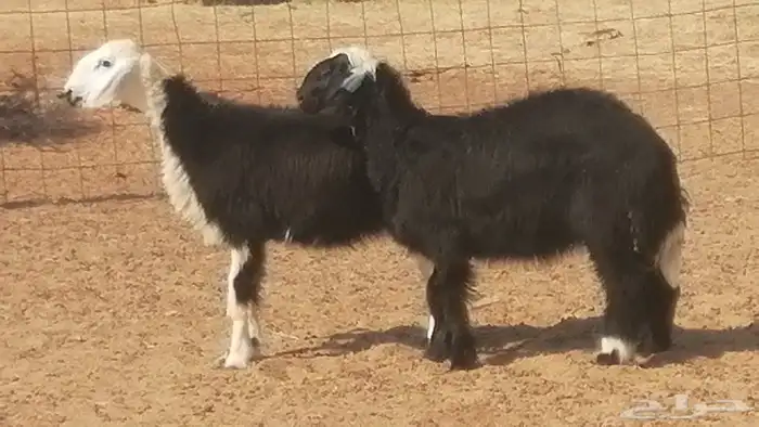 رخال نجديات مقاني فاخرة من غنم وضان نجدية رأسين 0