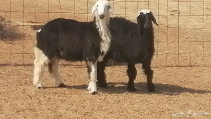 رخال نجديات مقاني فاخرة من غنم وضان نجدية رأسين 10