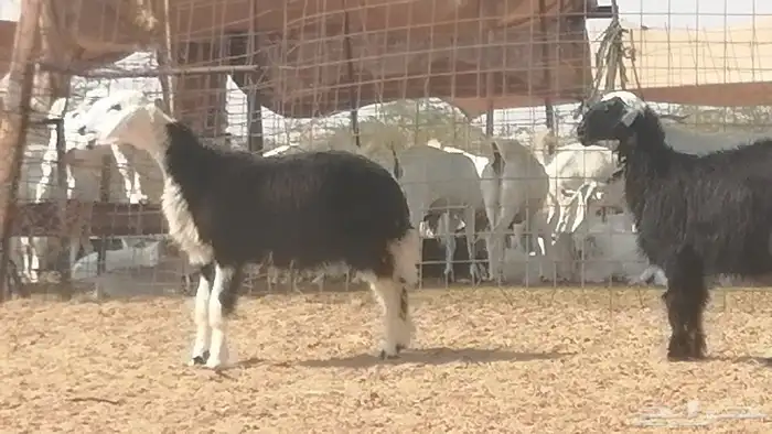 رخال نجديات مقاني فاخرة من غنم وضان نجدية رأسين 18