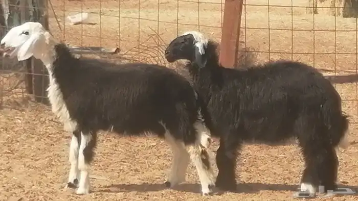 رخال نجديات مقاني فاخرة من غنم وضان نجدية رأسين 12