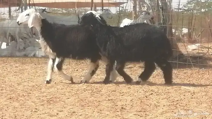 رخال نجديات مقاني فاخرة من غنم وضان نجدية رأسين 20