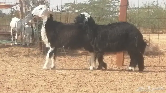 رخال نجديات مقاني فاخرة من غنم وضان نجدية رأسين 22