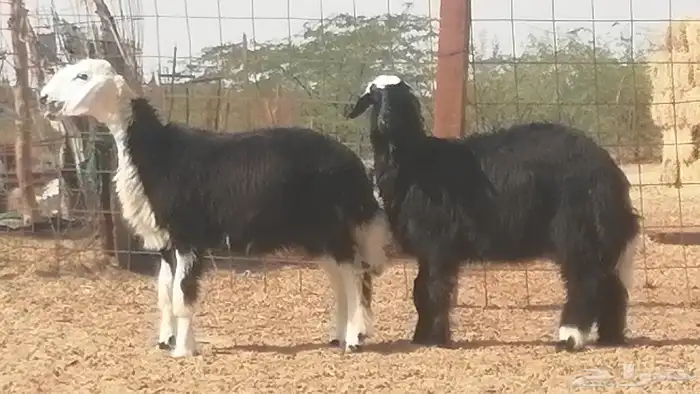 رخال نجديات مقاني فاخرة من غنم وضان نجدية رأسين 25