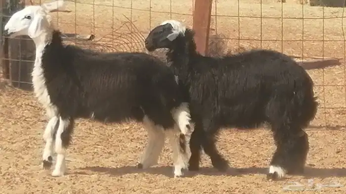 رخال نجديات مقاني فاخرة من غنم وضان نجدية رأسين 14